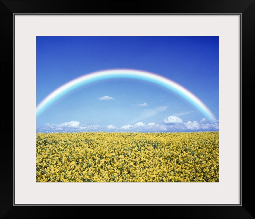 Giant landscape photograph of a bright rainbow on the horizon, against a blue sky.  A field of golden flowers beneath, in ...