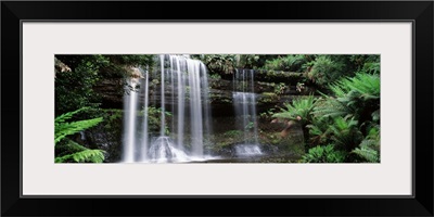 Rainforest, Mt. Field National Park, Tasmania, Australia