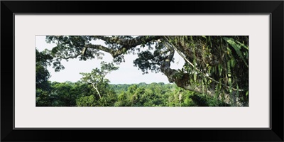 Rainforest Oriente Ecuador