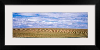 Raked alfalfa fields Pasco WA