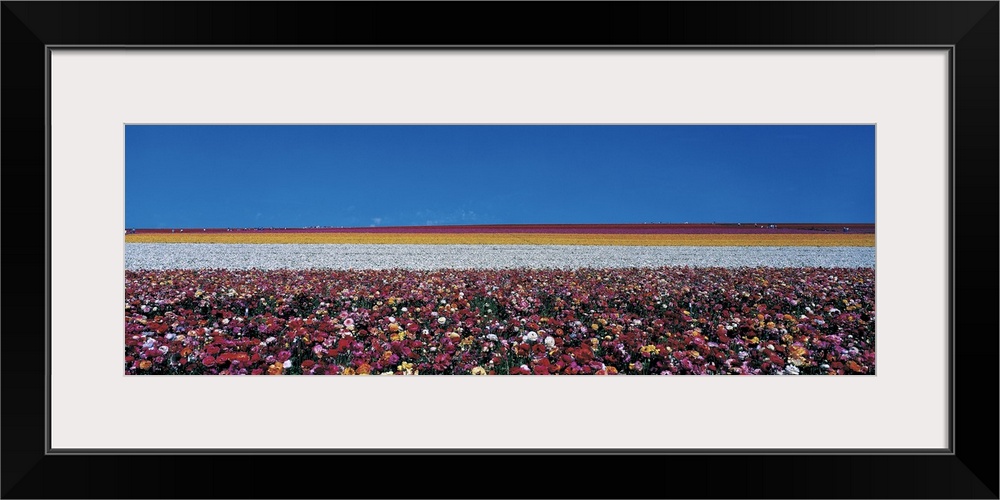 Ranunculus flowers Carlsbad Ranch Carlsbad CA