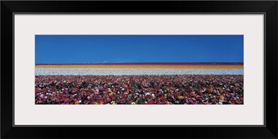 Ranunculus flowers Carlsbad Ranch Carlsbad CA