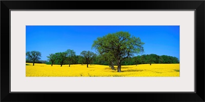 Rape Field Northern Germany