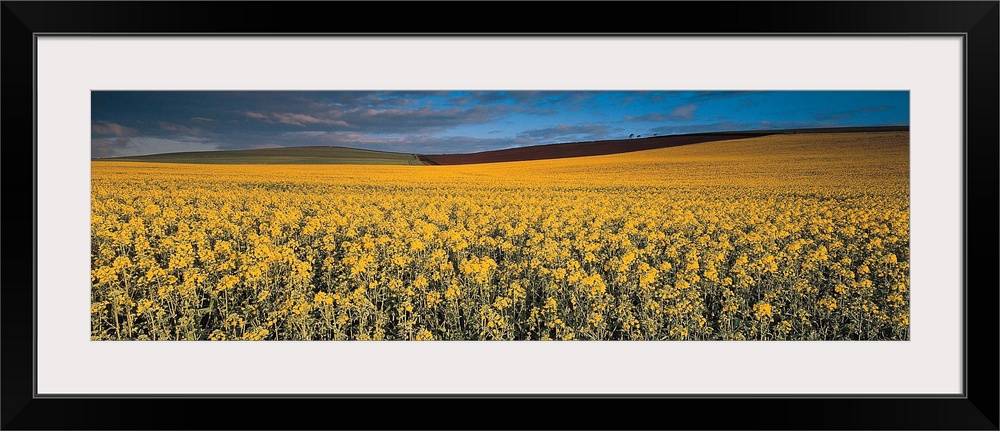 Rape Field Tayside Scotland