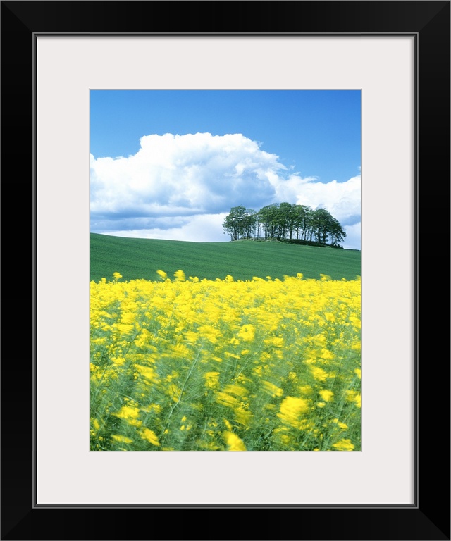 Rape Field Tayside Scotland