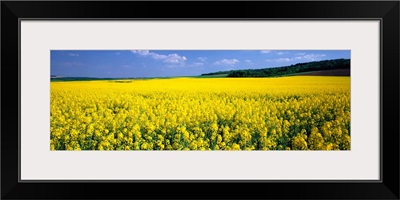 Rapeseed Blossoms near Nancy France