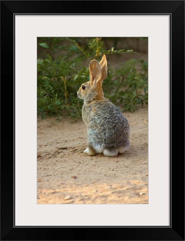 Rear View Of Desert Cottontail Rabbit