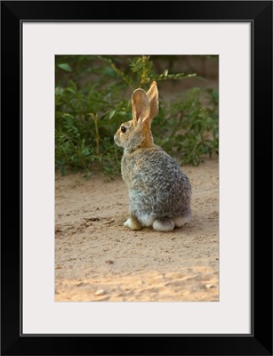 Rear View Of Desert Cottontail Rabbit