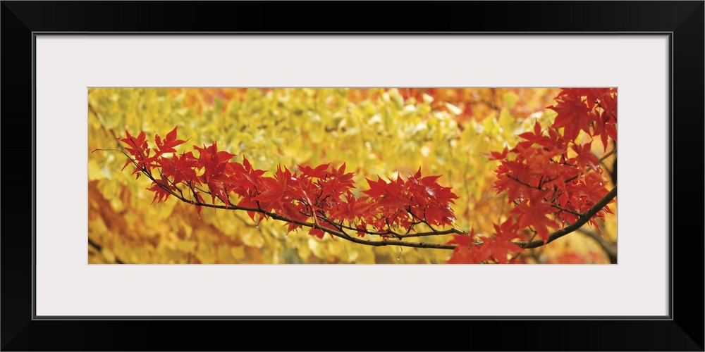 Photograph of a branch lined with dark red maple leaves stretching out over a backdrop of lighter, yellow leaves in the Fall.