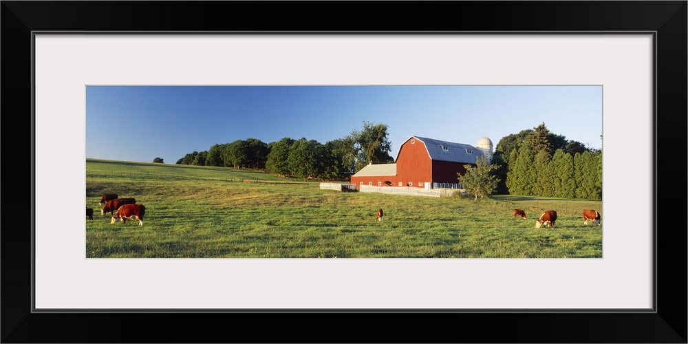 Red Barn Cattle Kent County MI