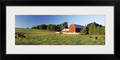 Red Barn Cattle Kent County MI