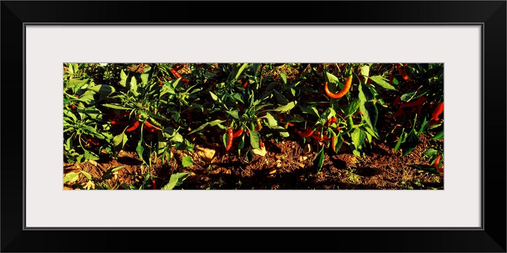 Red Chili Peppers Growing, Itria Valley, Apulia, Italy