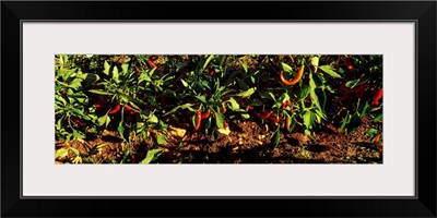 Red chili peppers growing on plants, Itria Valley, Puglia, Italy