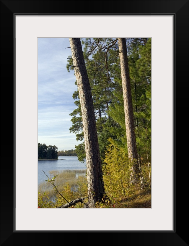 Red pine trees growing along Lake Itaska, Itaska State Park, Minnesota