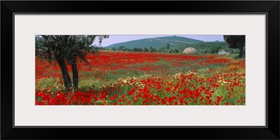 Red poppies in a field, Turkey