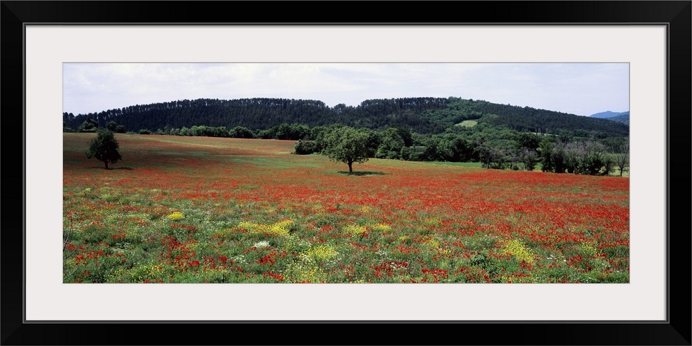 Red poppies in the field, Provence, Provence-Alpes-Cote d'Azur, France