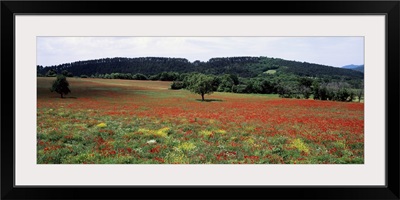 Red poppies in the field, Provence, Provence-Alpes-Cote d'Azur, France