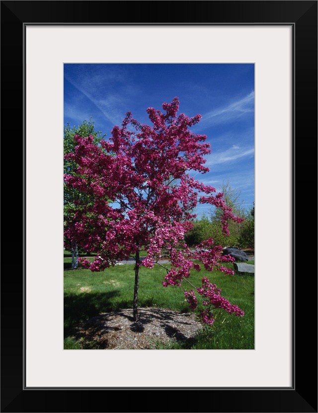 Red prairie crabapple tree (Malus ioensis) in bloom, New York