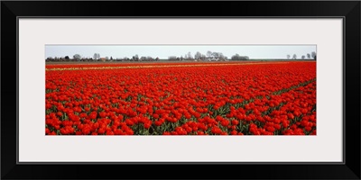Red Tulip Field Enkhuizen Holland region Netherlands