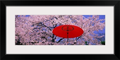 Red Umbrella and Cherry Blossoms Hikone Shiga Japan