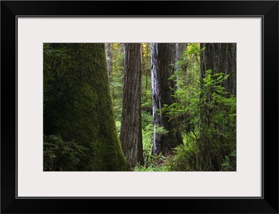 Redwood forest, Prairie Creek Redwoods State Park, California