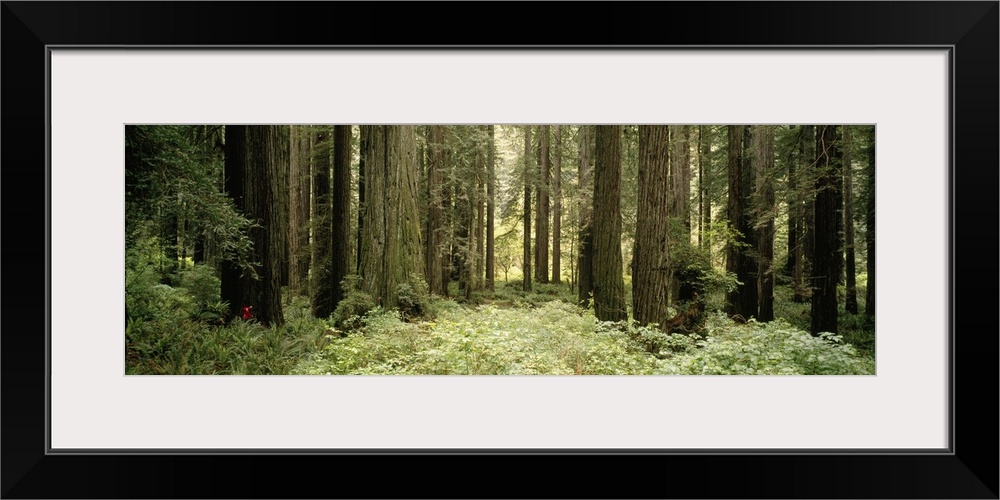 The trunks of large redwood trees are pictured in panoramic view amongst thick brush in the forest.