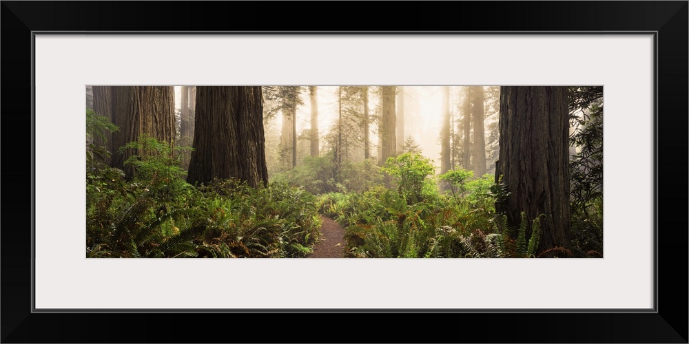 Redwood trees in a forest, Redwood National Park, California