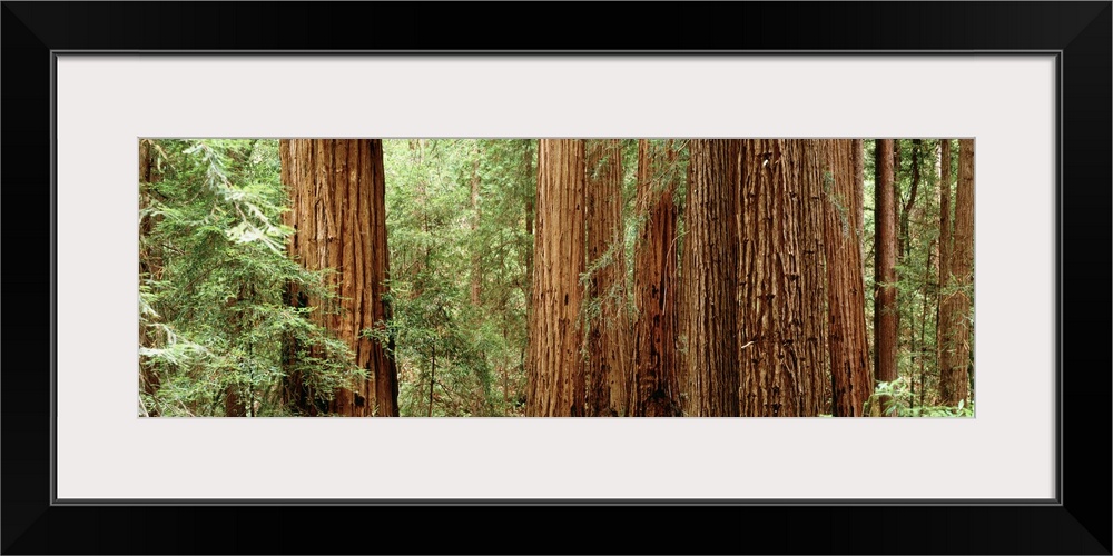 Panoramic photo of the up close view of big redwood trees in California.