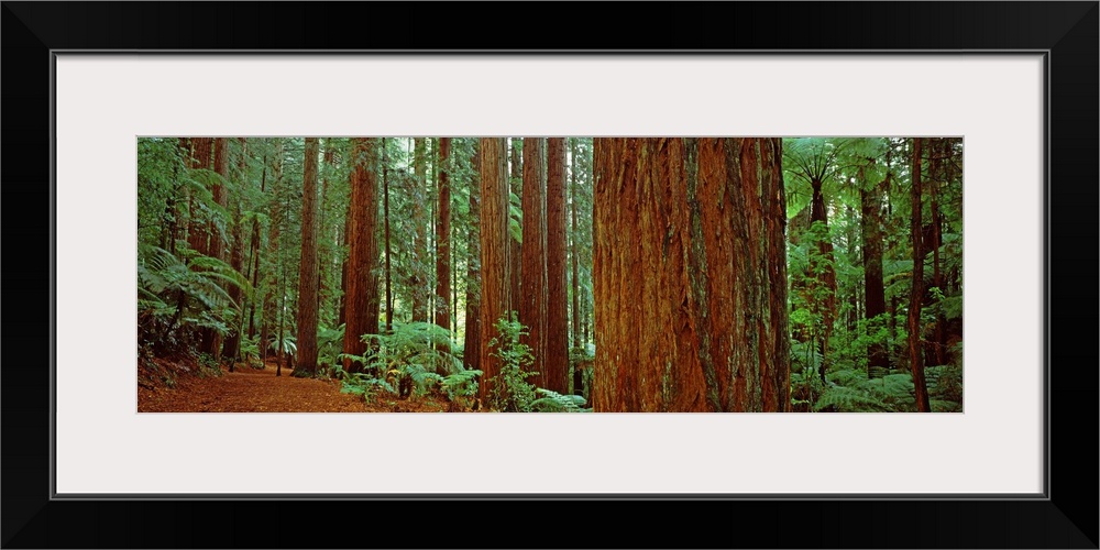 Redwoods trees, Whakarewarewa Forest, Rotorua, North Island, New Zealand