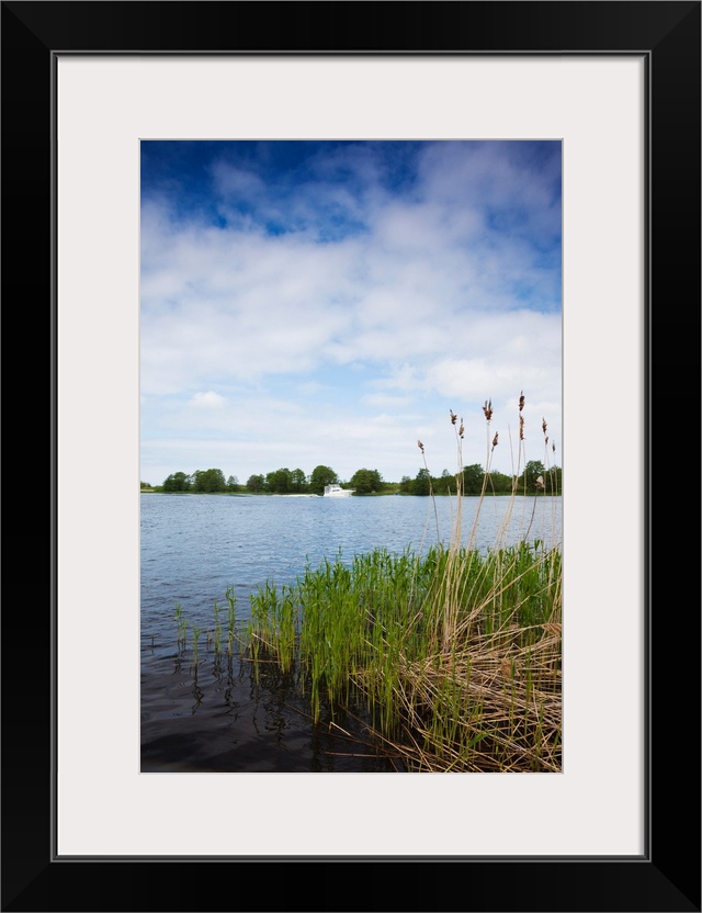 Reeds in a river, Nemunas River, Uostadvaris, Rusne Island, Lithuania