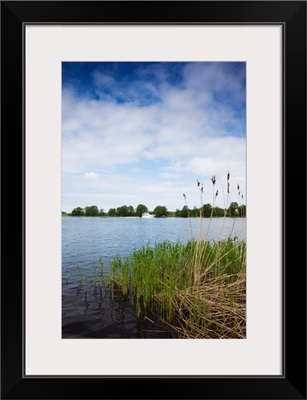 Reeds in a river, Nemunas River, Uostadvaris, Rusne Island, Lithuania