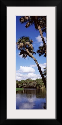 Reflection of clouds in a river Myakka River Myakka River State Park Sarasota County Florida