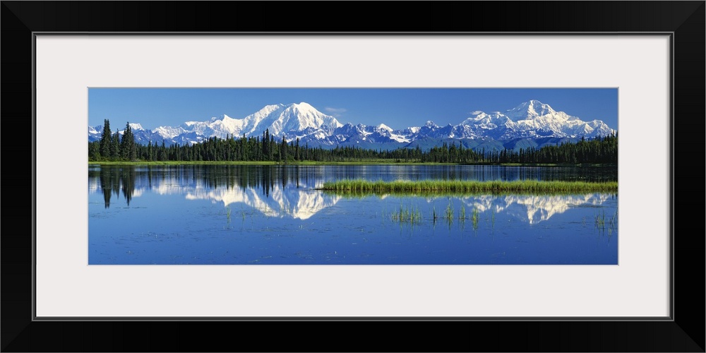 Panoramic photograph on a big canvas of snow covered Mt Foraker and Mt McKinley behind a line of trees, reflecting in blue...