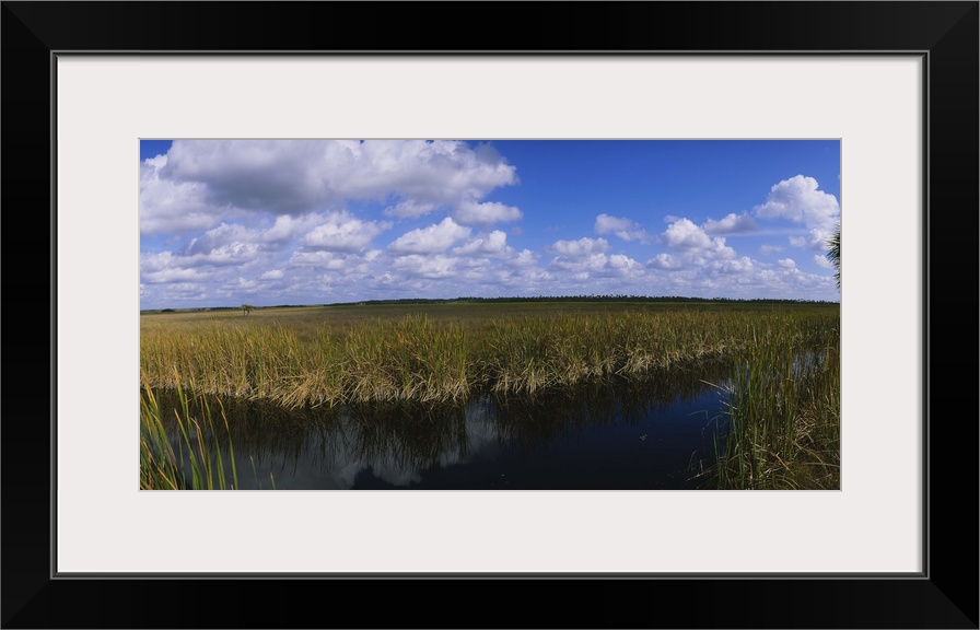 Reflection of tall grass and cloud in water, Everglades National Park, Florida