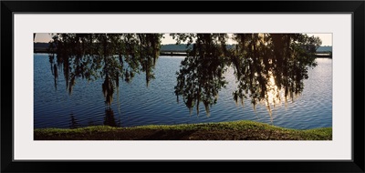 Reflection of tree in a river, Middleton Place, Charleston, Charleston County, South Carolina,