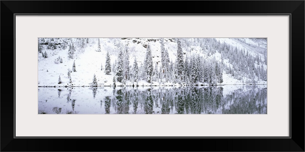 Reflection of trees in a lake, Maroon lake, Maroon Bells, Aspen, Colorado