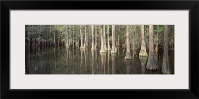 Reflection of trees in a lake, Tallahassee, Florida
