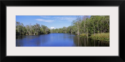 Reflection of trees in a river, Lower Suwannee National Wildlife Refuge, Suwannee River, Florida