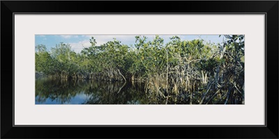 Reflection of trees in water, Hells Bay Trail, Everglades National Park, Florida