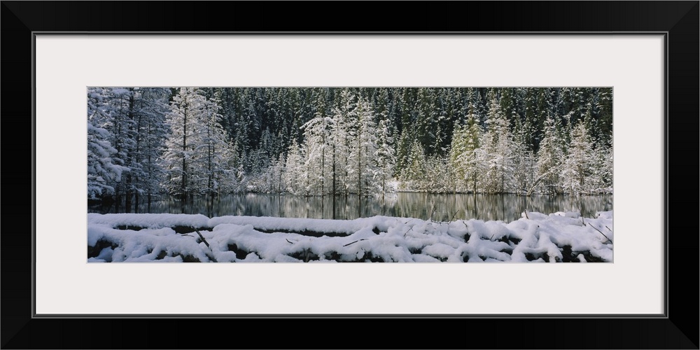 Reflection of trees on water, Beaver Pond, Canmore, Alberta, Canada