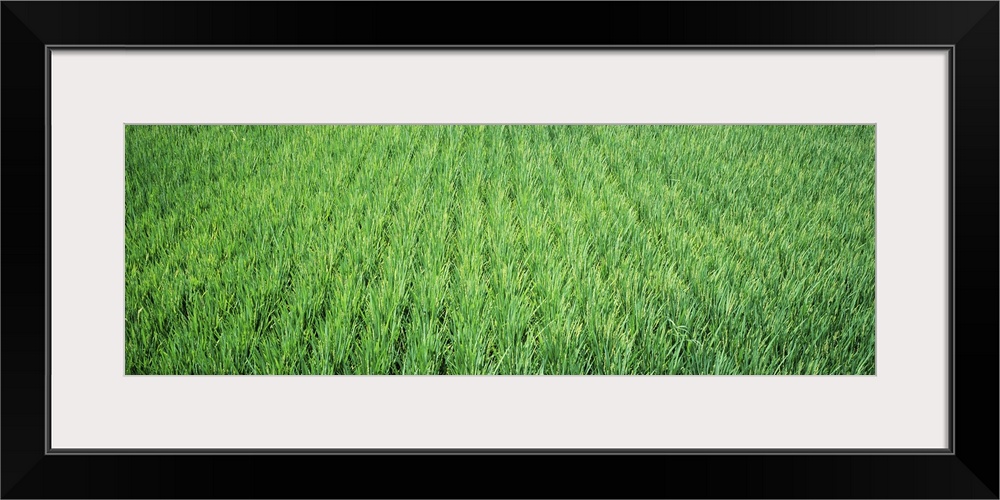 Rice Field Japan