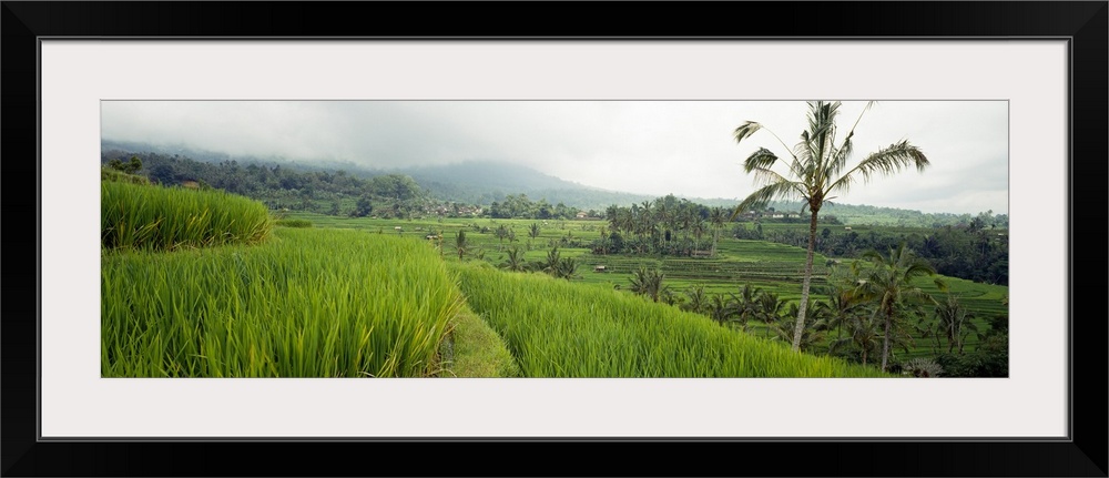 Rice Paddies Bali Indonesia