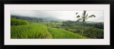 Rice Paddies Bali Indonesia