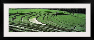Rice Paddy Field Sri Lanka