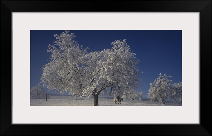 Panoramic photograph of trees covered in snow under a clear sky.                                                CAN SEE TH...