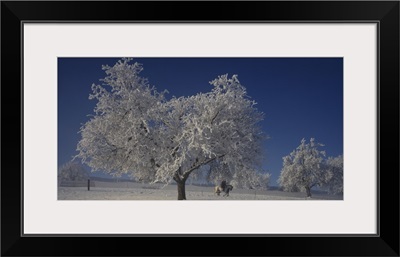 Rime on Fruit Trees Horses w/ Riders Cantone of Aargau Switzerland