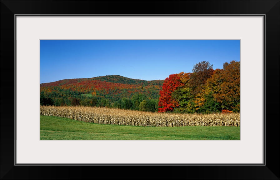 Ripe corn Autumn leaves Vermont