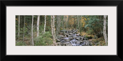 River flowing through a forest, Adirondack Mountains, New York State