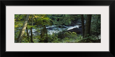 River flowing through the forest, Presque Isle River, Porcupine Mountains, Michigan