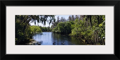 River passing through a forest, Hillsborough River, Lettuce Lake Park, Tampa, Hillsborough County, Florida